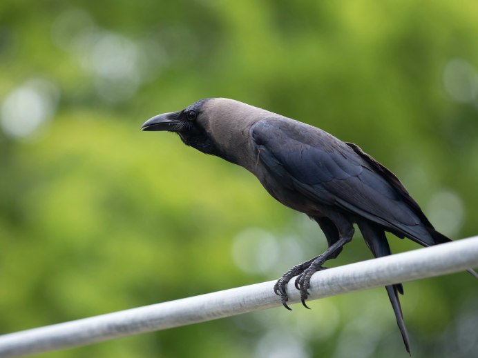 Бангайская ворона