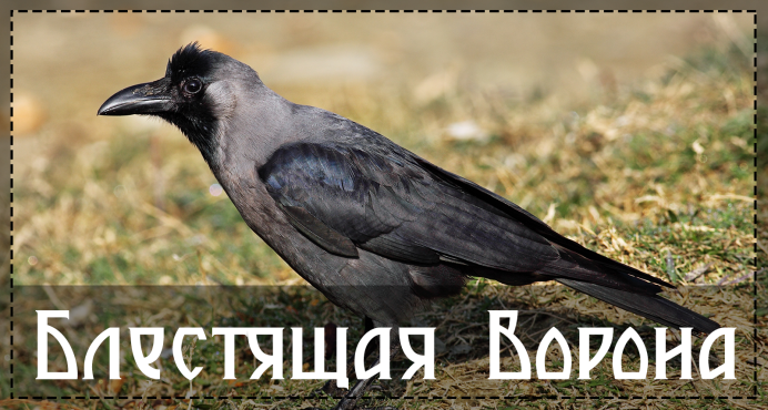 Грач Перелетная птица