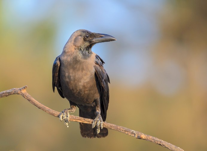 Животные из рук ворон