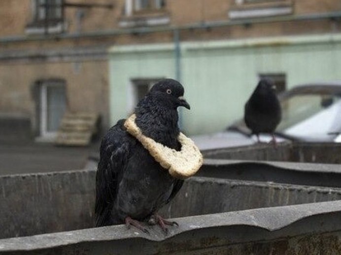 Голубь с хлебушком