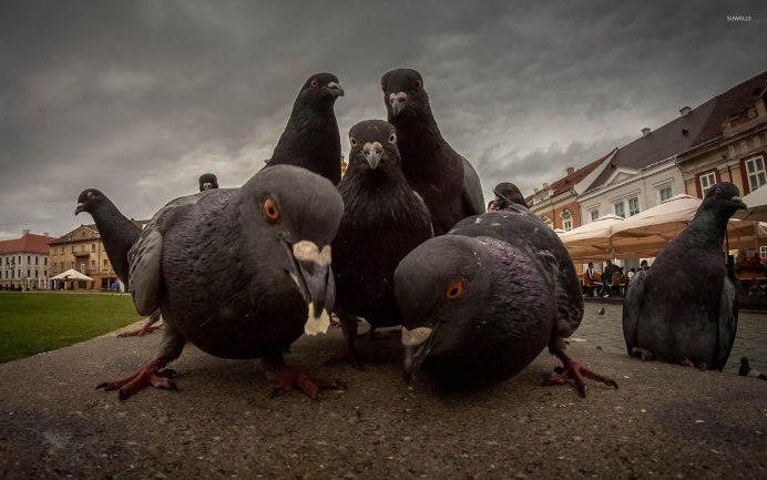 Голубь курица