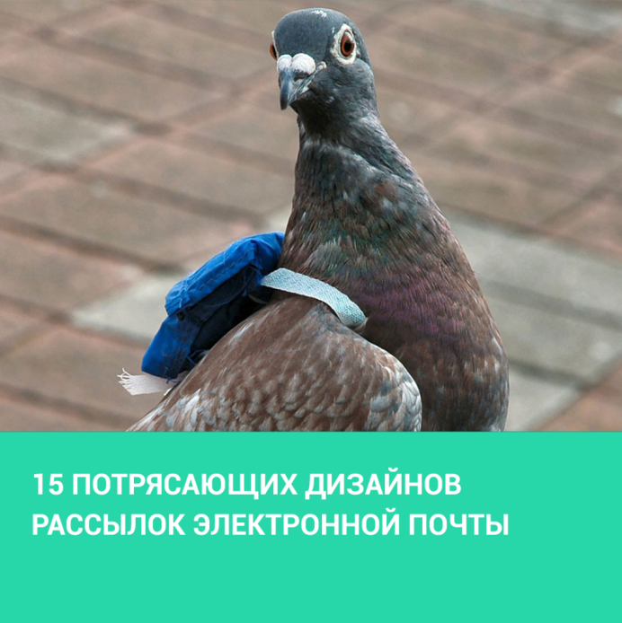 Голубь в одежде