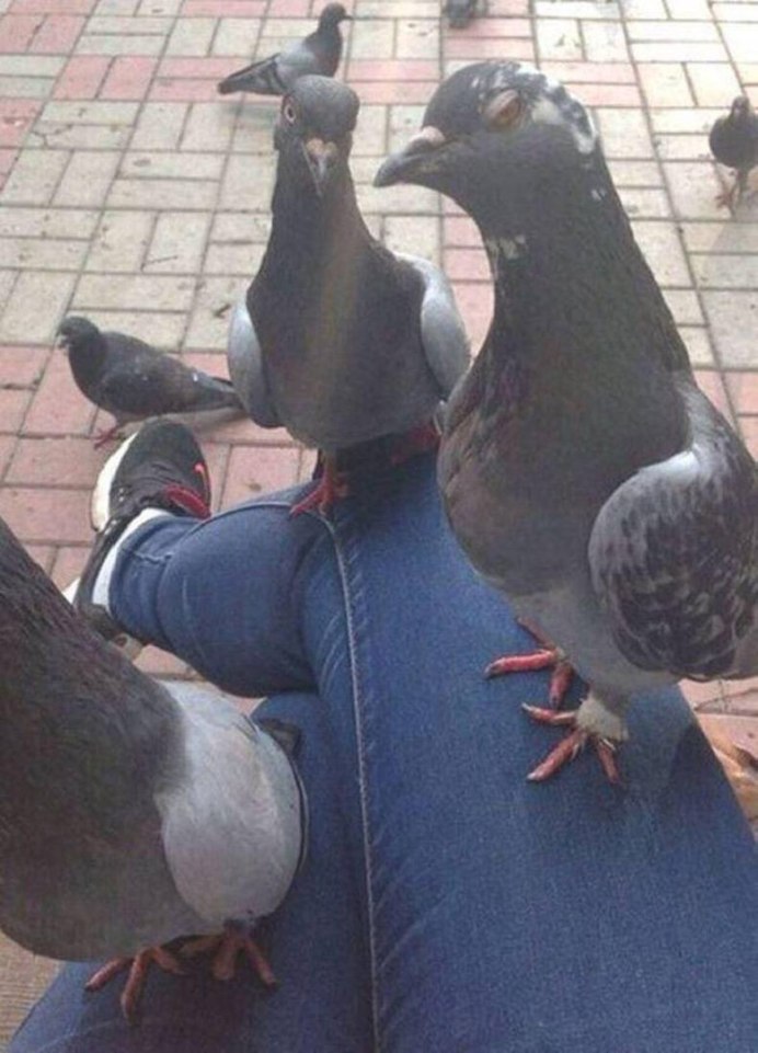 Голубь с батоном