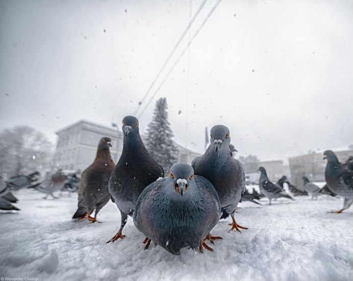 Смешной голубь