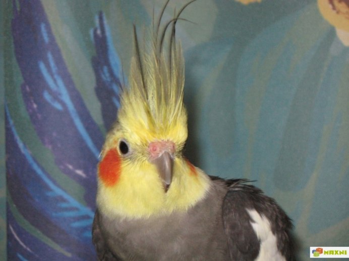 Pied Cockatiel