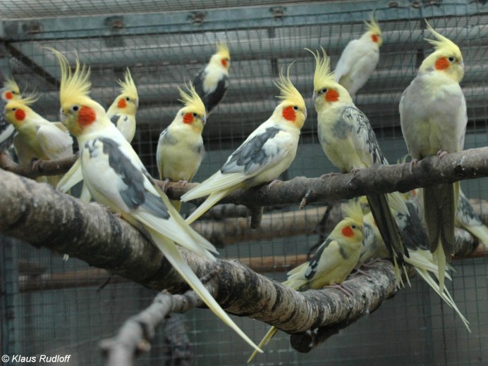 Корелла альбинос