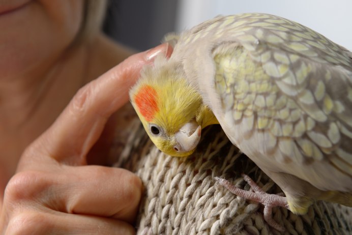 Корелла попугай 4 лапы