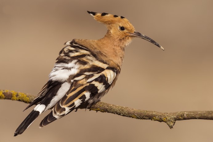 Hoopoe Red beak