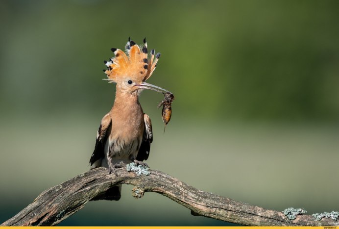 Удод Upupa Epops Linnaeus, 1758