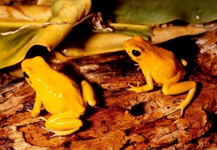 Ужасный листолаз (phyllobates terribilis)