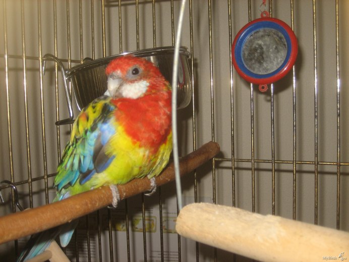 Попугай Розелла