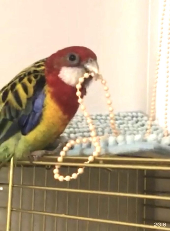 Розелла пол