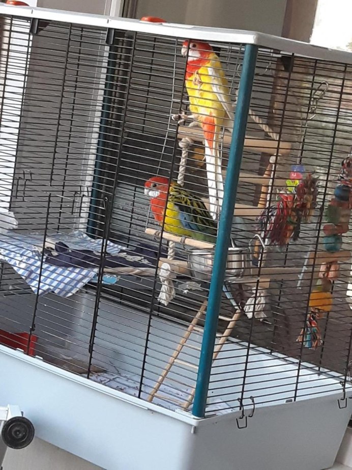 Клетка для розеллы