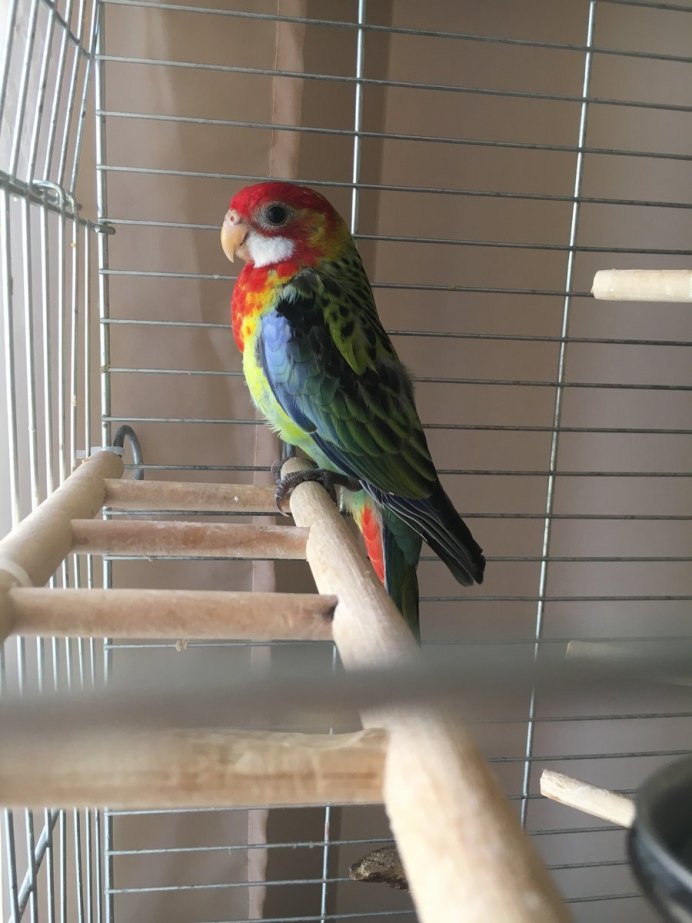 Попугай Розелла и корелла