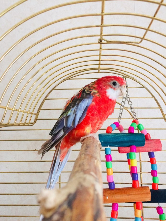 Купить в Рязани на авито с рук Розелла