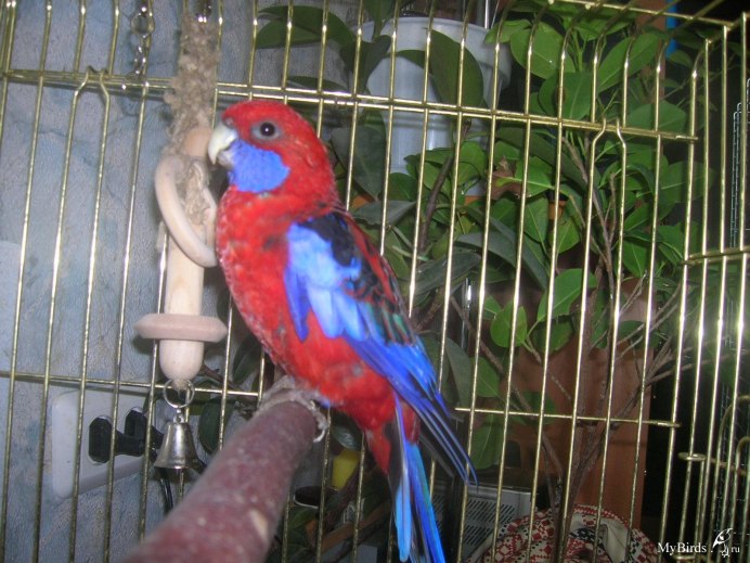 Дом для австралийского попугая