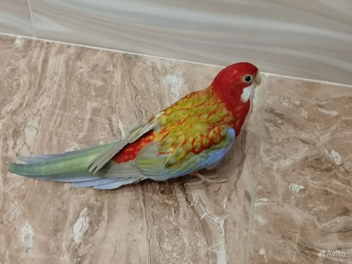 Розелла клетка для попугая