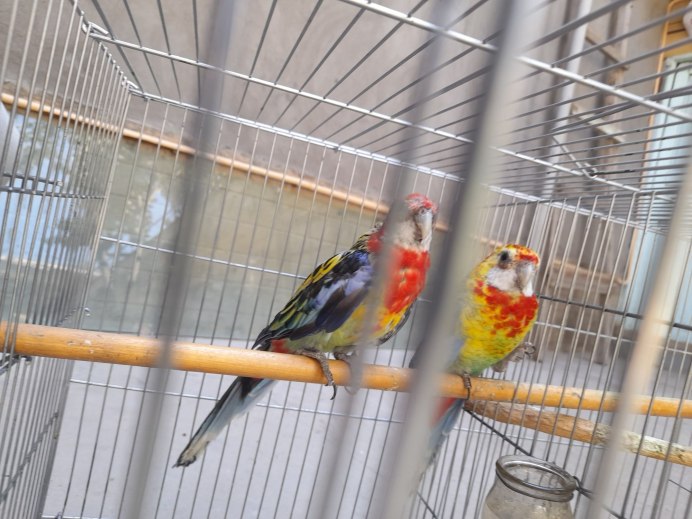 Розелла черная