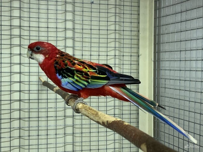 Попугай Розелла красный в клетка