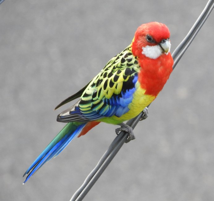 Клетка для попугая Розелла Размеры