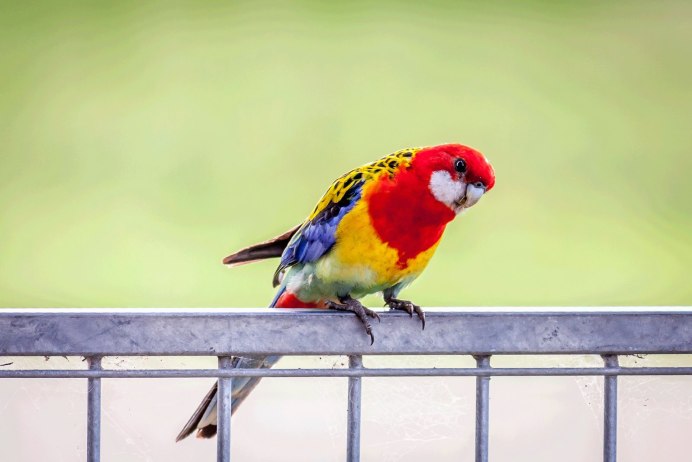 Попугай Розелла купается