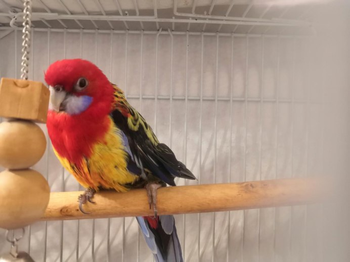 Попугай Розелла дома в клетки