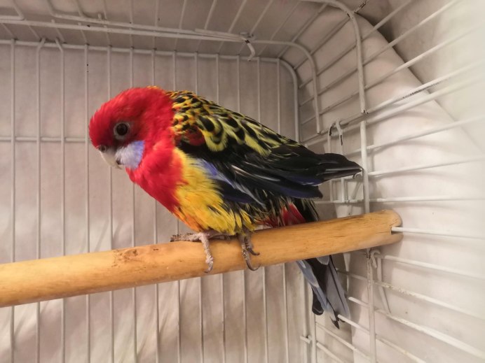 Корм для попугаев Розелла