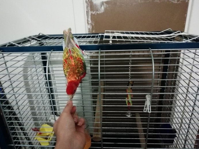 Попугай Розелла температура воздуха и влажность