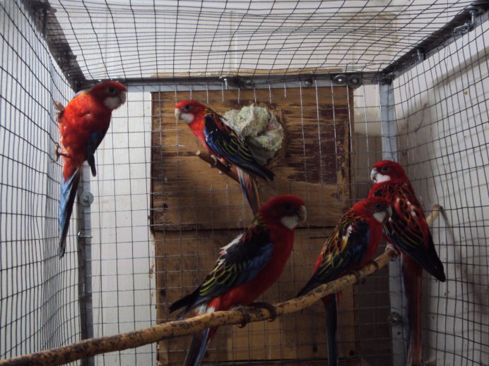 Попугай Розелла хохолок