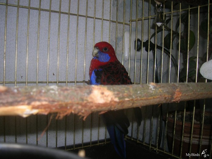 Гнездо для попугая Розелла