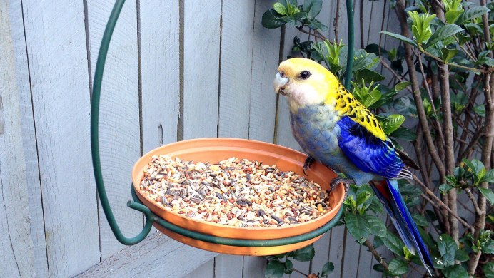 Попугай Розелла на лапке нарост