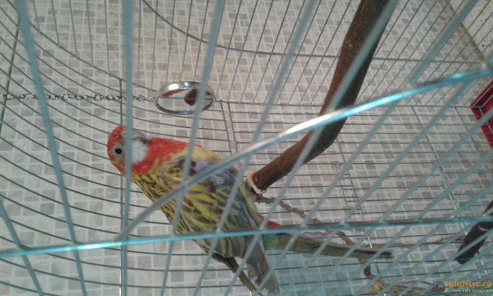 Домик для попугаев Розелла