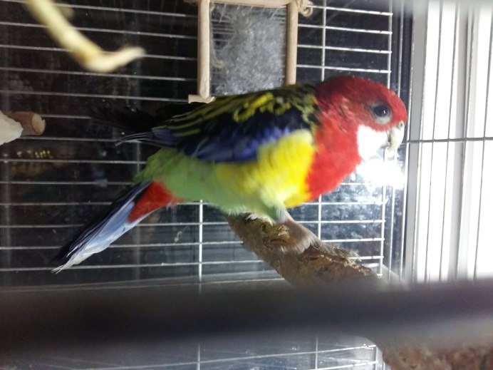 Корелла и Розелла