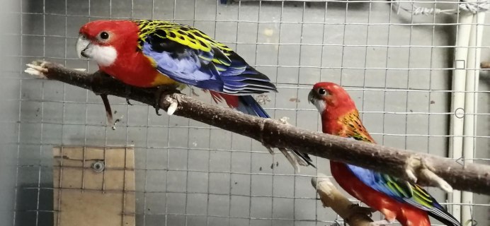 Домик для попугаев Розелла