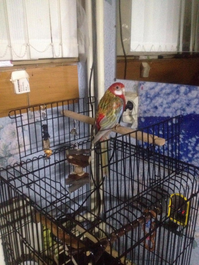 Попугай Розелла и корелла