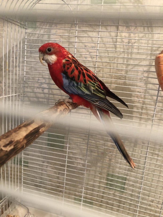 Клюв попугая Розелла