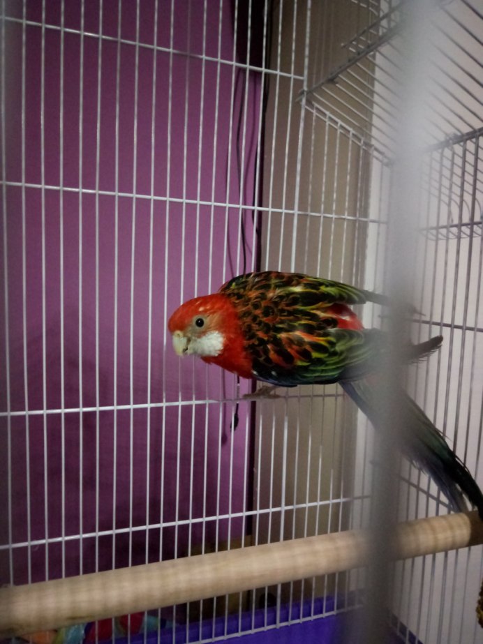 Певчий попугай линька