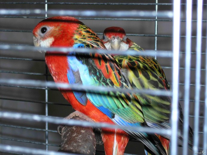 Карела ирозела попугаи