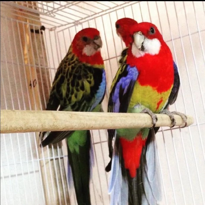 Попугай грустит