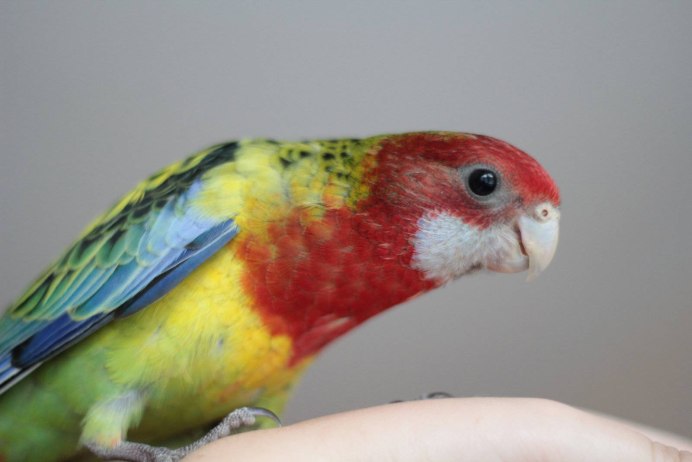 Рубиновая Розелла Platycercus Eximius