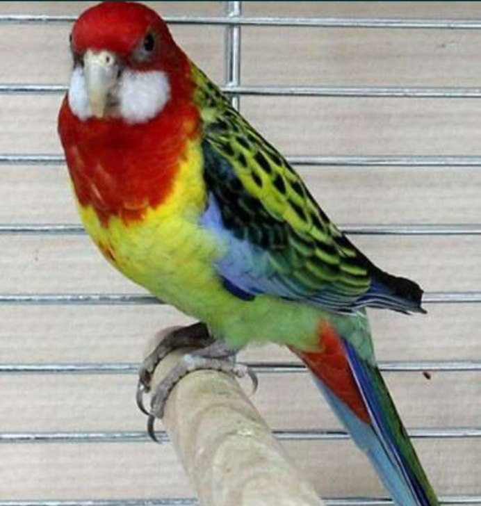 Розелла в блокноте