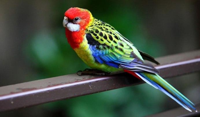 Розелла пенантовая синяя