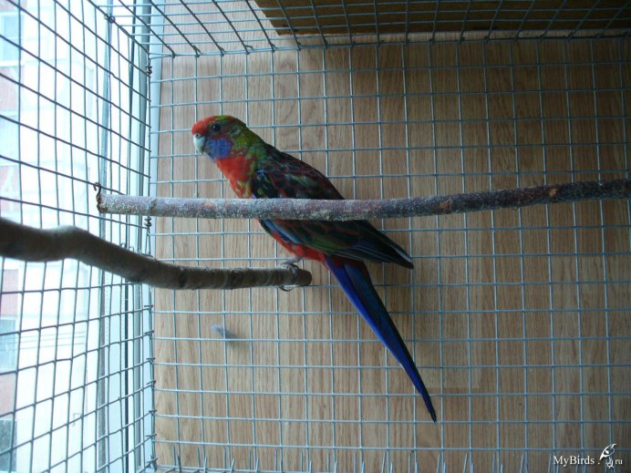 Розелла пенантовая синяя