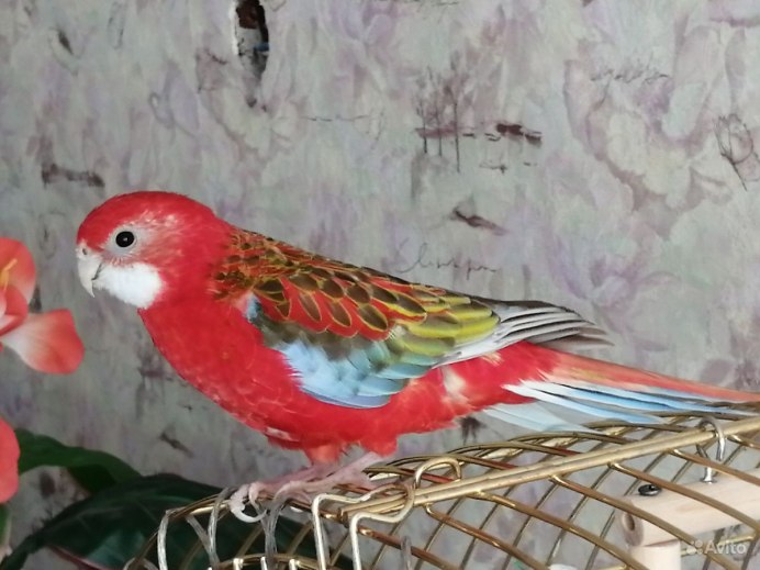 Корелла и Розелла