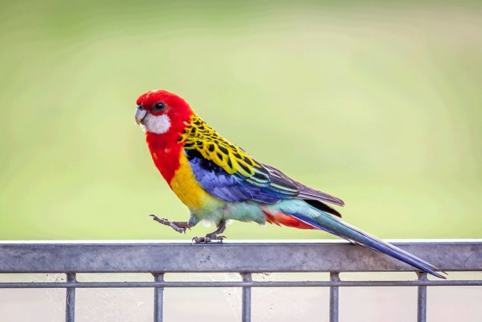 Обустройство клетки для розеллы