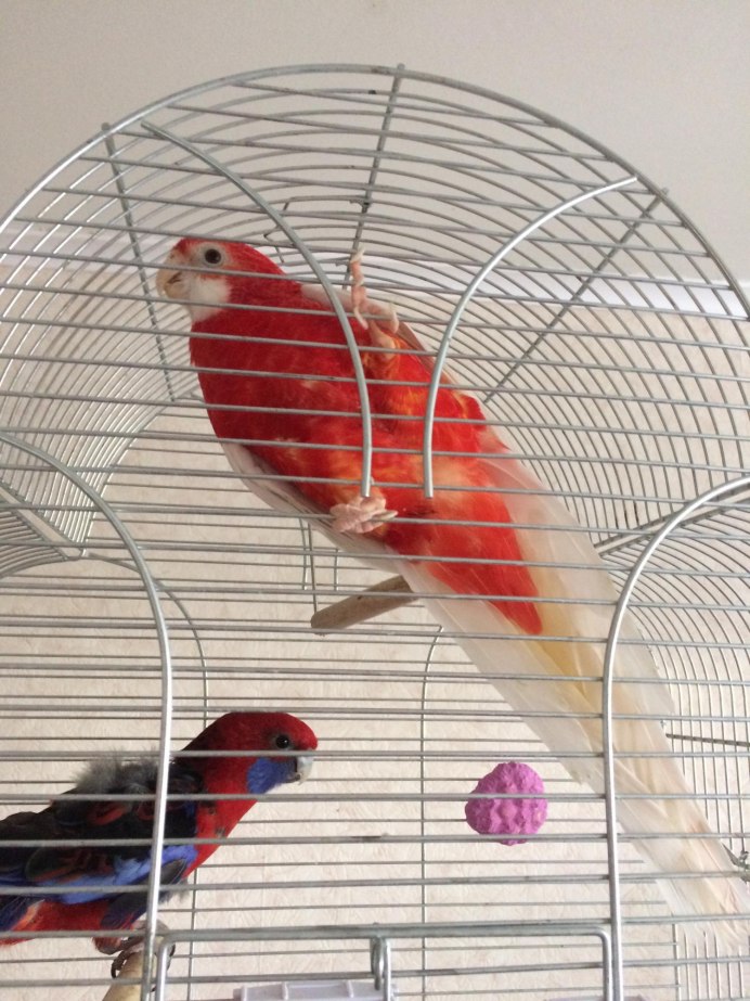 Рубиновая корелла Розелла