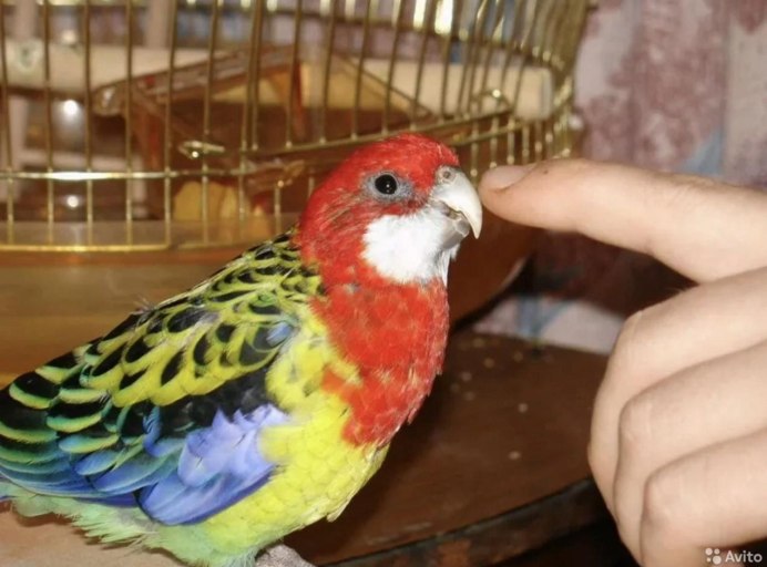 Певчий попугай