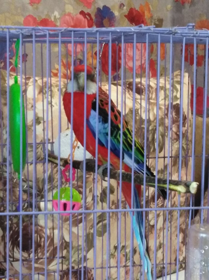 Подгорное Розелла