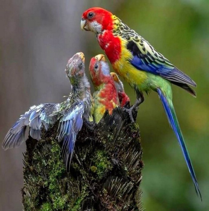 Попугай Розелла красный в клетка