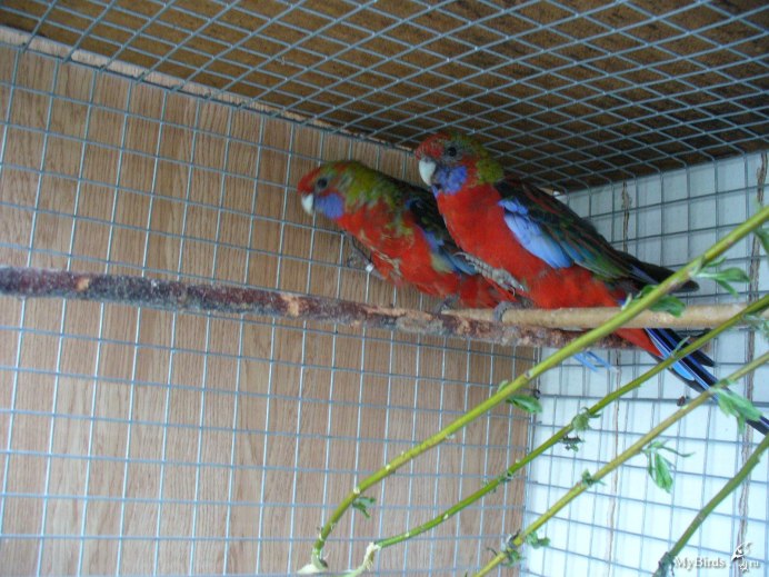 Длинная палка на которых сидят попугаи